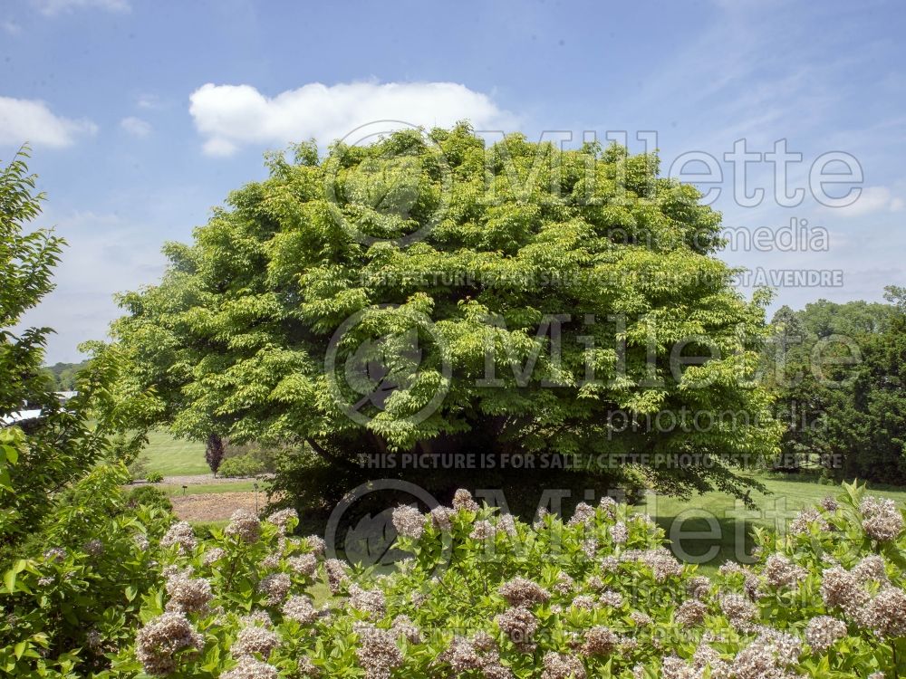 Acer cissifolium (ivy-leaved Maple) 3