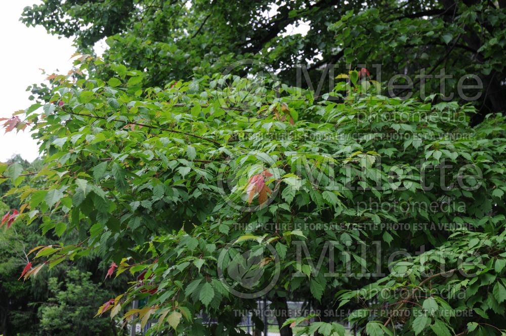 Acer cissifolium (ivy-leaved Maple) 1