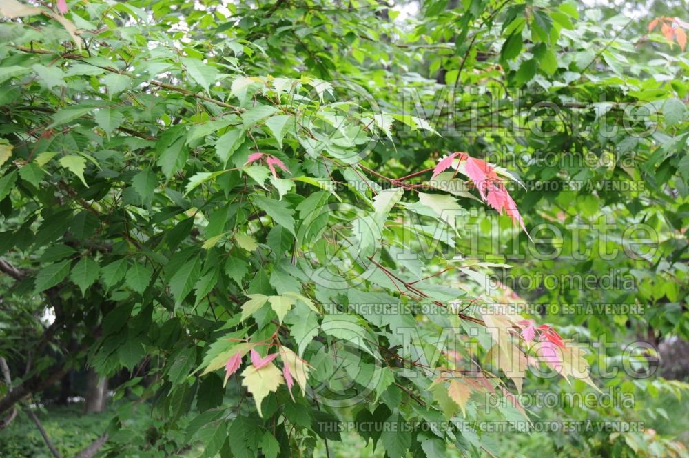 Acer cissifolium (ivy-leaved Maple) 2