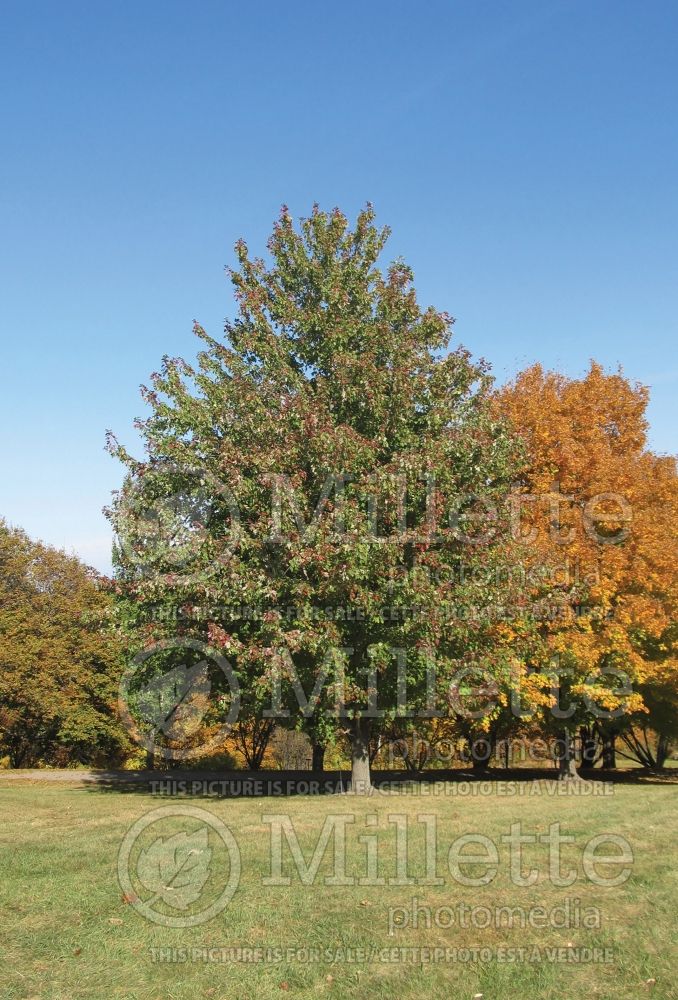Acer Marmo (Maple) 3 
