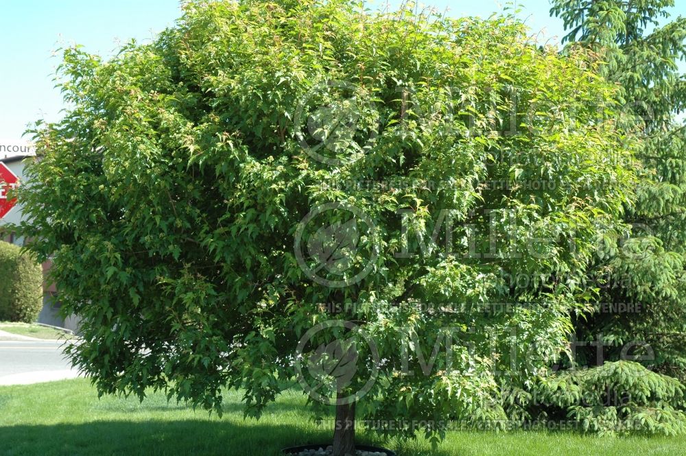 Acer ginnala (Amur Maple) 8 