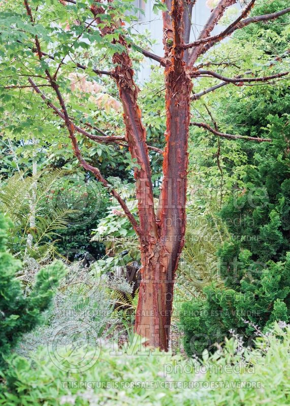 Acer griseum - Bark (Paperbark Maple) 11