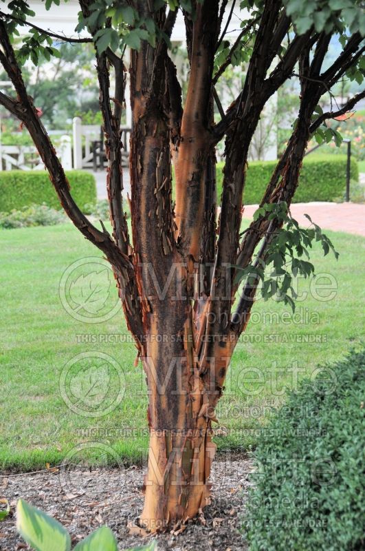 Acer griseum - Bark (Paperbark Maple) 9