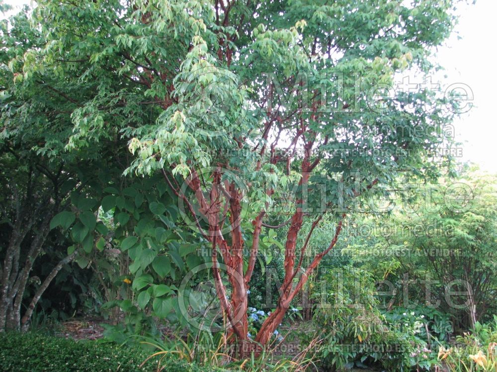 Acer griseum (Paperbark Maple) 3
