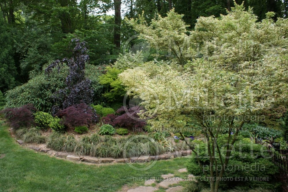 Acer Butterfly (Japanese Maple) 4