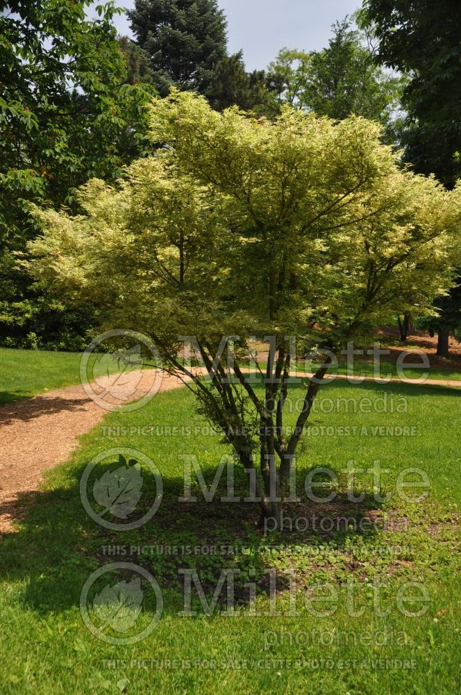Acer Butterfly (Japanese Maple) 2