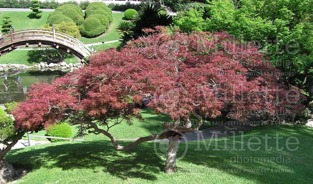 Acer palmatum (Japanese maple) 7