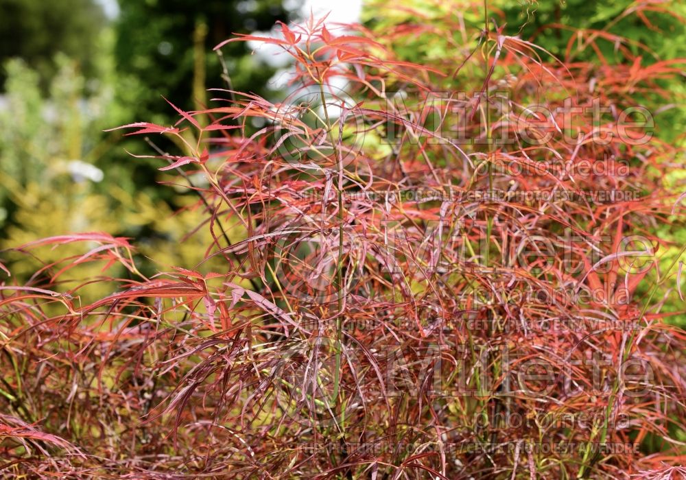 Acer Red Pygmy (Jamanese Maple) 5