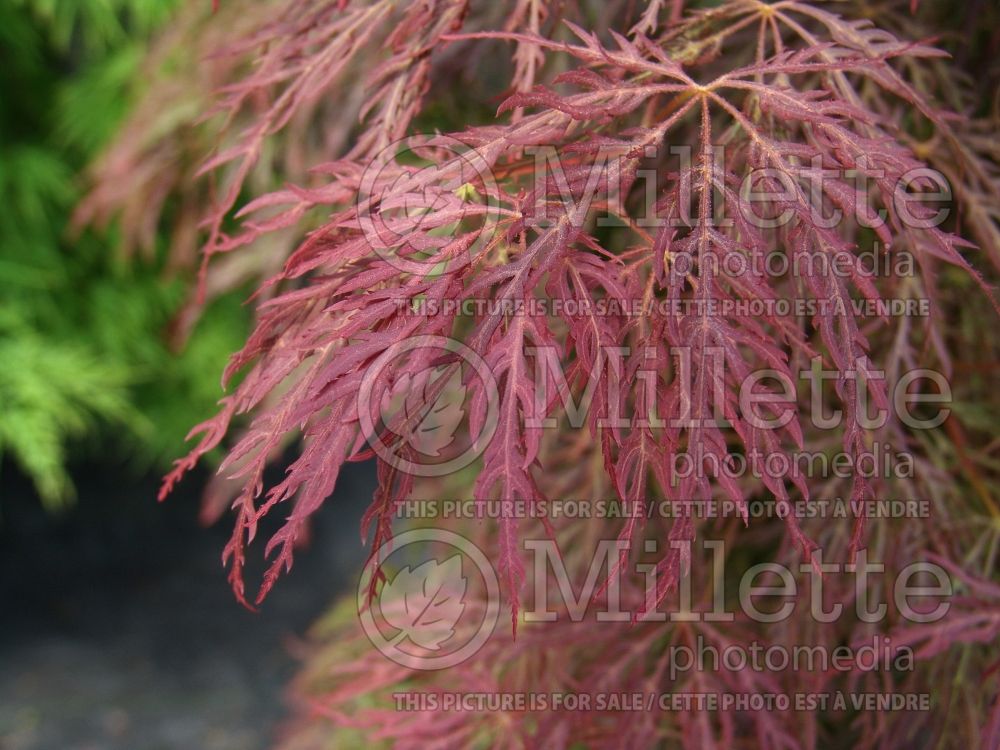 Acer Red Select (Japanese Maple) 3