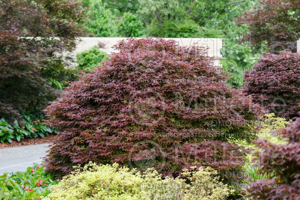Acer Rhode Island Red (Japanese maple) 1 