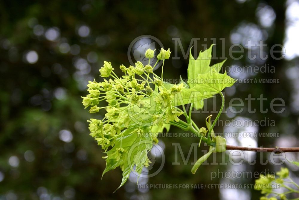 Acer platanoides (Norway Maple) 7 
