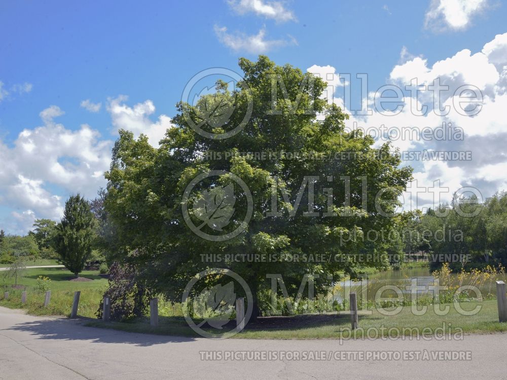 Acer Emerald Lustre (Norway Maple) 2 