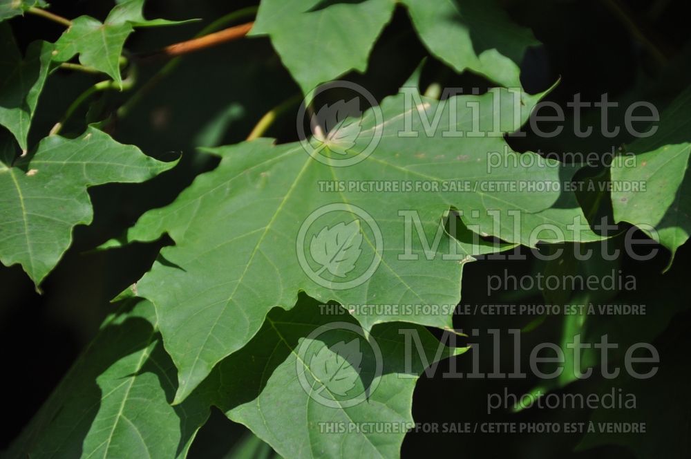 Acer platanoides (Norway Maple)  13 
