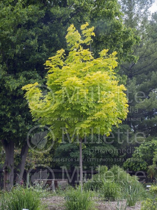 Acer Princeton Gold (Norway Maple) 3 