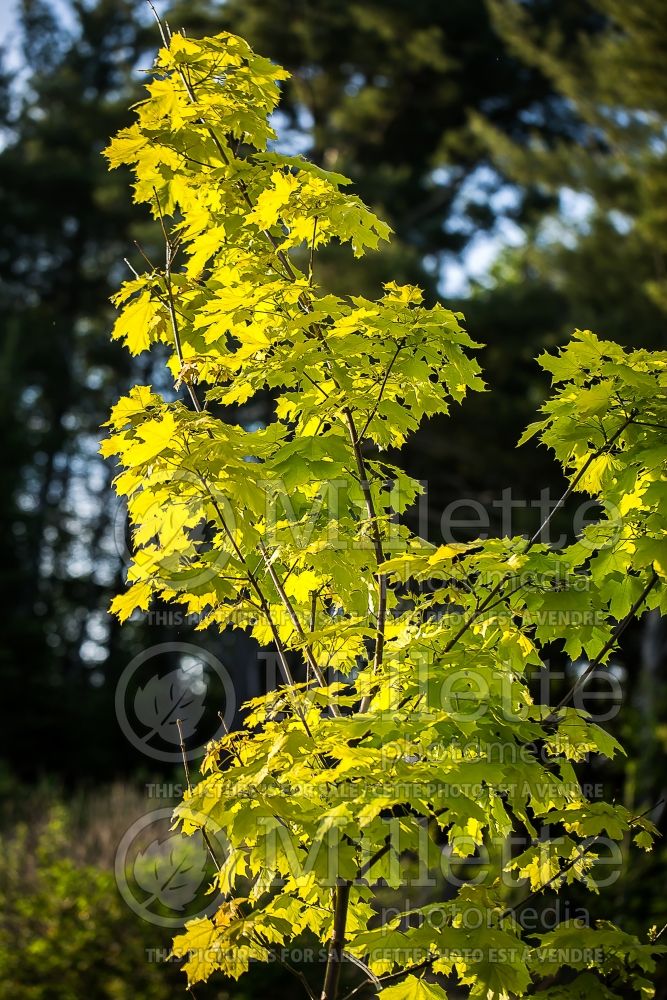 Acer Princeton Gold (Norway Maple) 2 