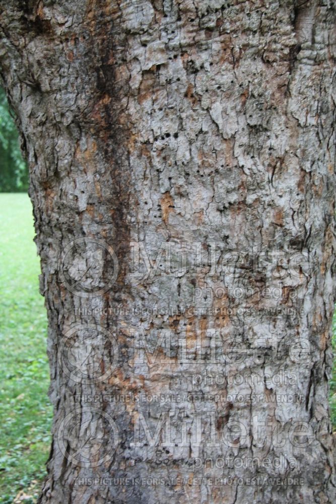 Acer pseudoplatanus – bark (sycamore maple) 1
