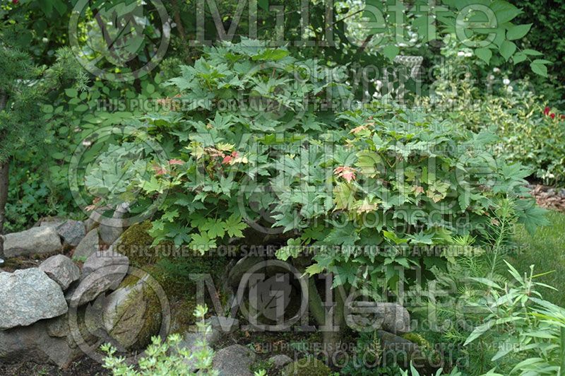 Acer pseudosieboldianum (Korean Maple) 2
