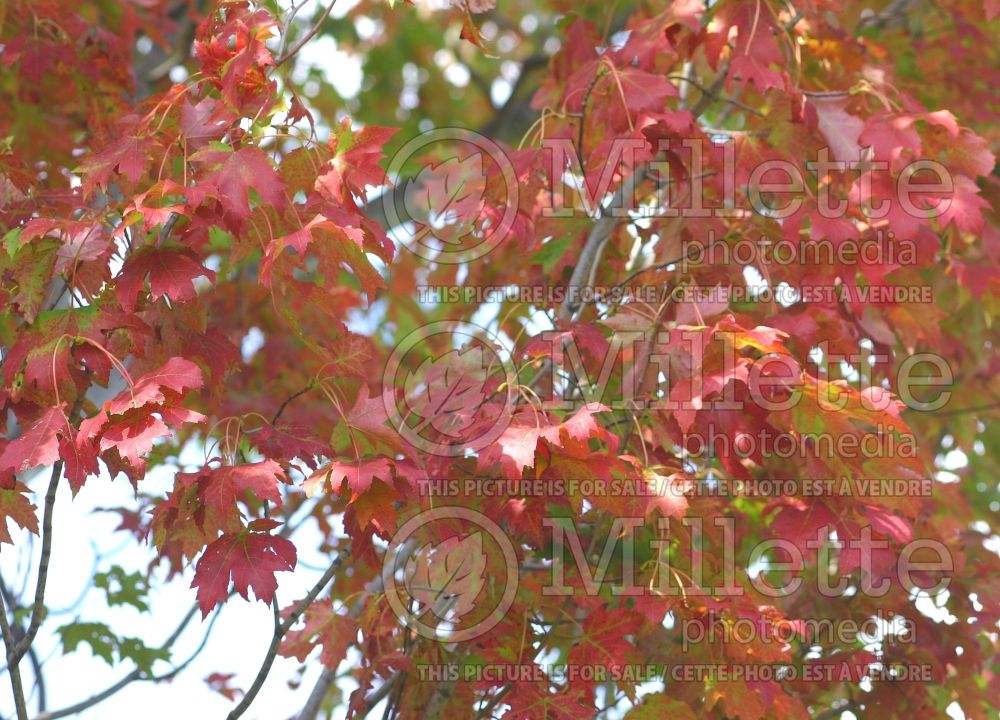 Acer Armstrong (Red Maple) 2