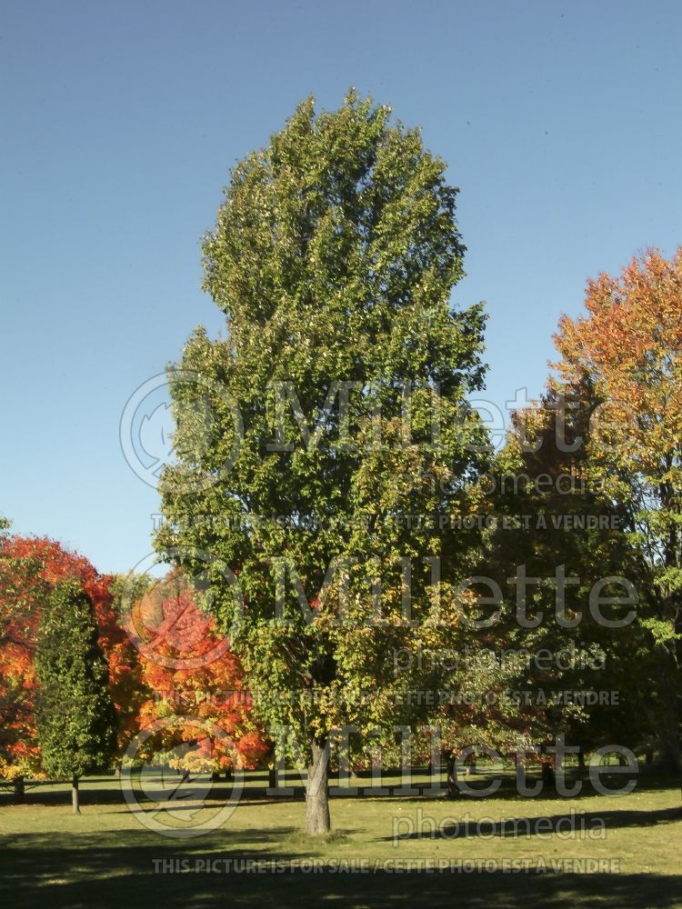 Acer Armstrong (Red Maple) 12