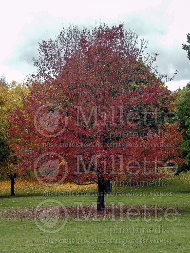 Acer Autumn Flame (Red Maple) 5