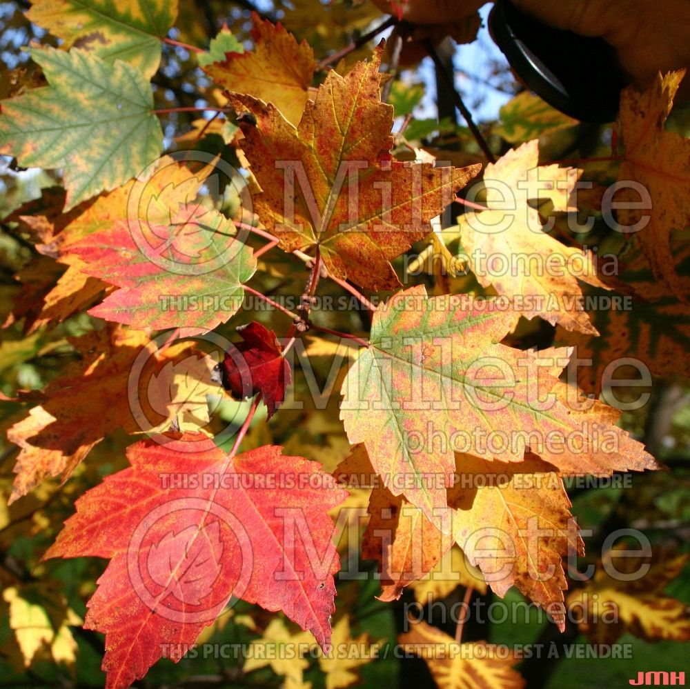 Acer Autumn Flame (Red Maple) 3