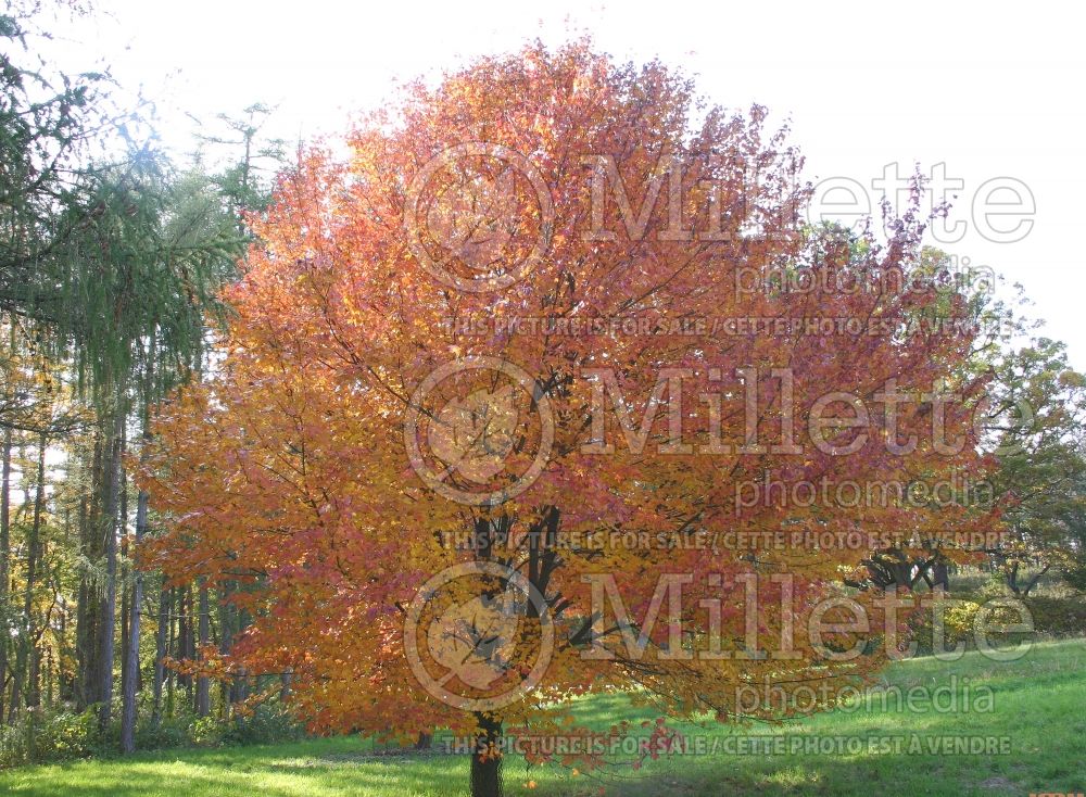 Acer Autumn Flame (Red Maple) 4