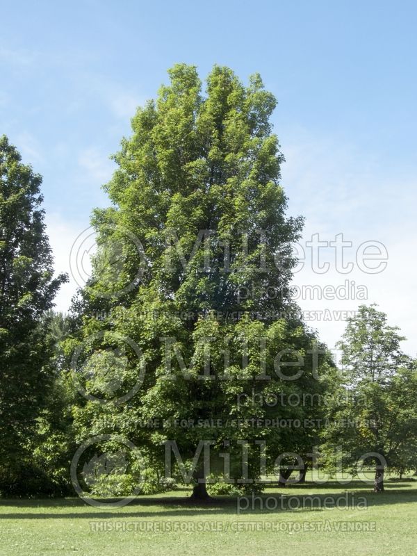 Acer Bowhall (Red Maple) 8 