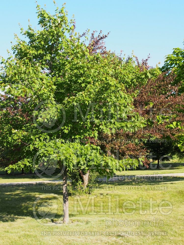 Acer rubrum (red maple) 4