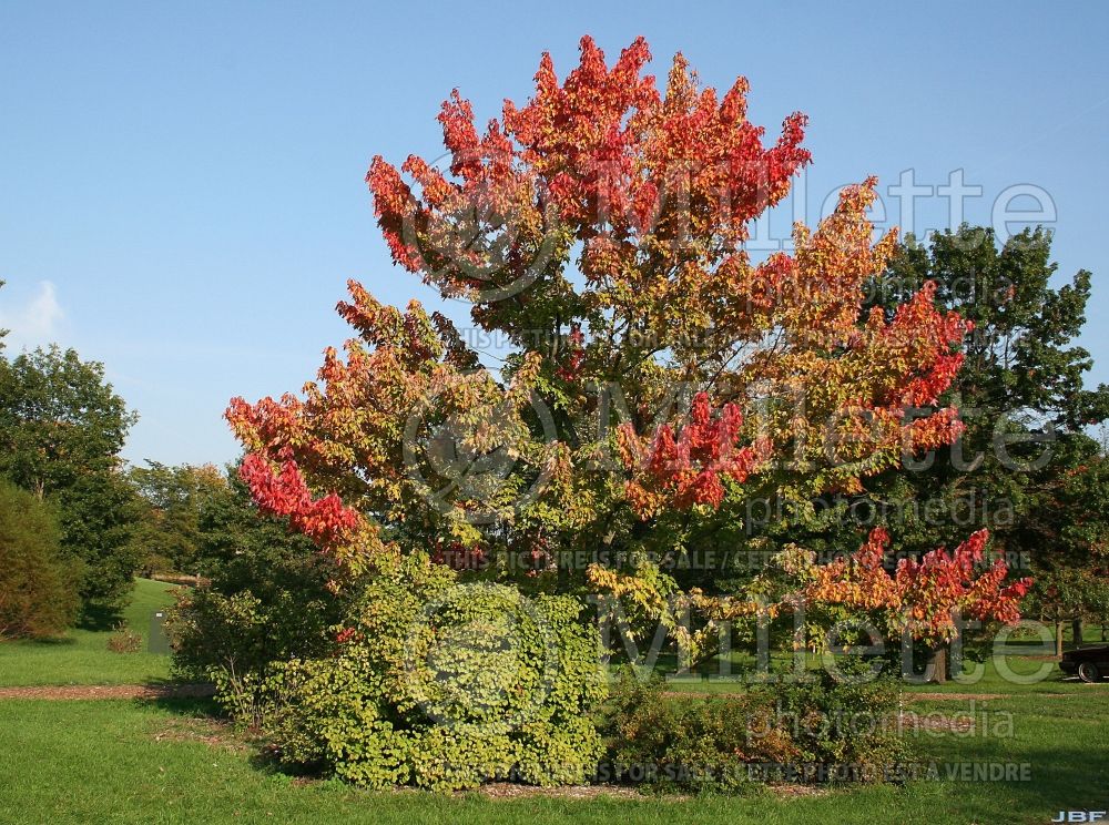 Acer rubrum (red maple) 12