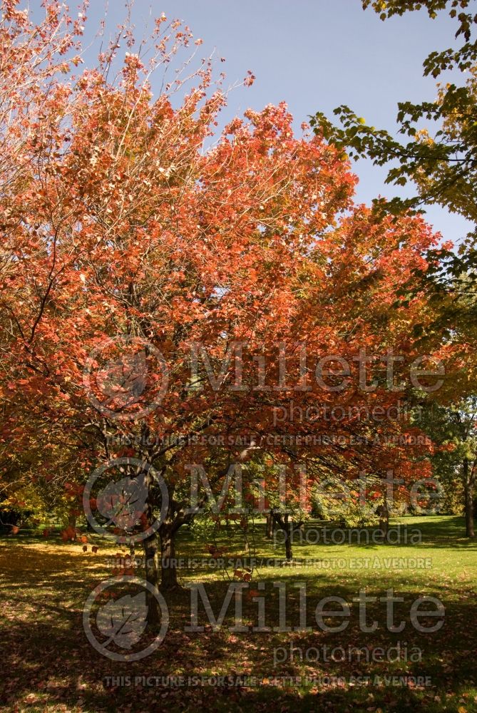 Acer rubrum (red maple) 7