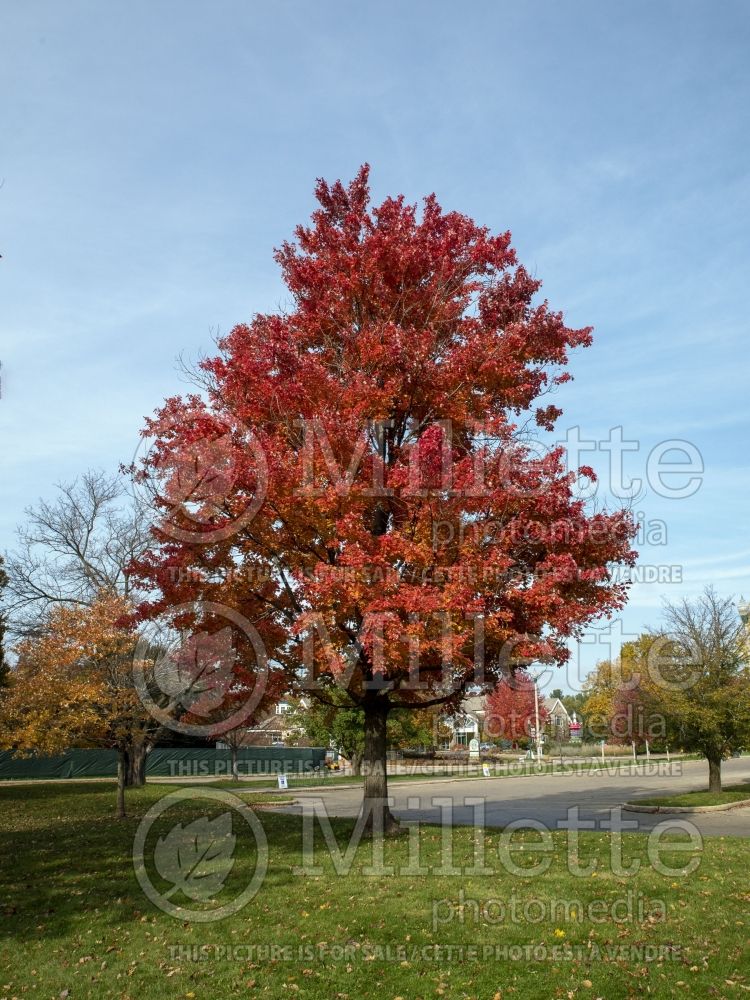 Acer October Glory (Red Maple) 5 