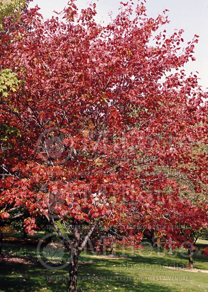 Acer October Glory (Red Maple) 2 