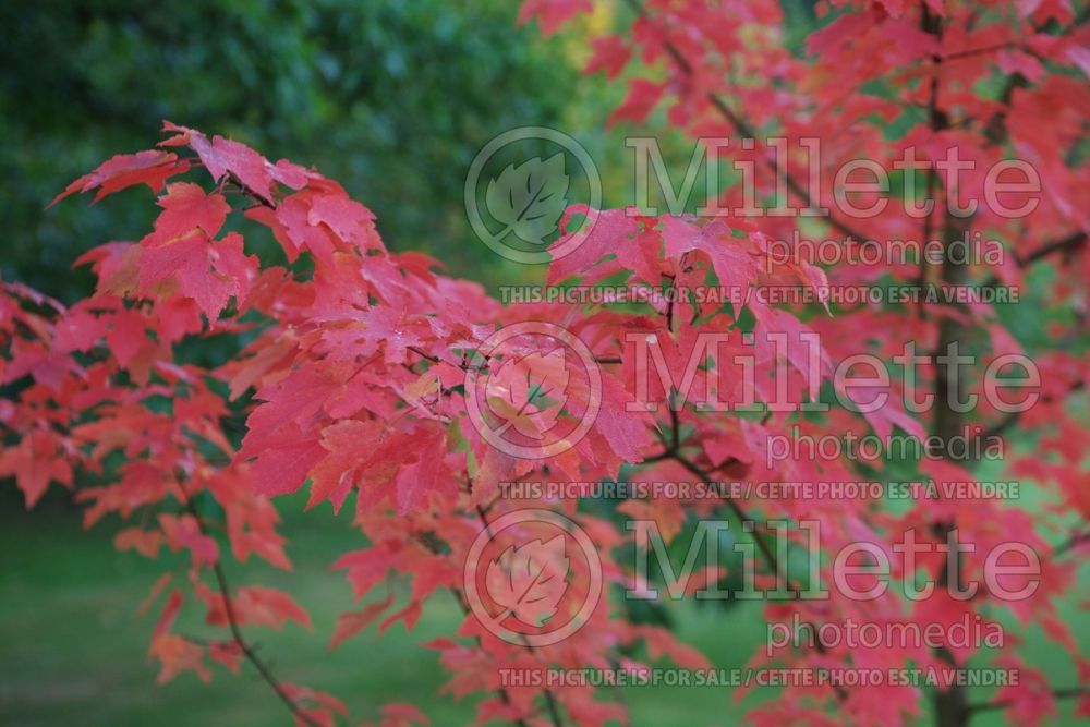Acer October Glory (Red Maple) 1 