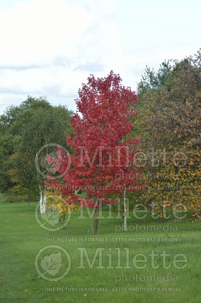 Acer October Glory (Red Maple) 6 