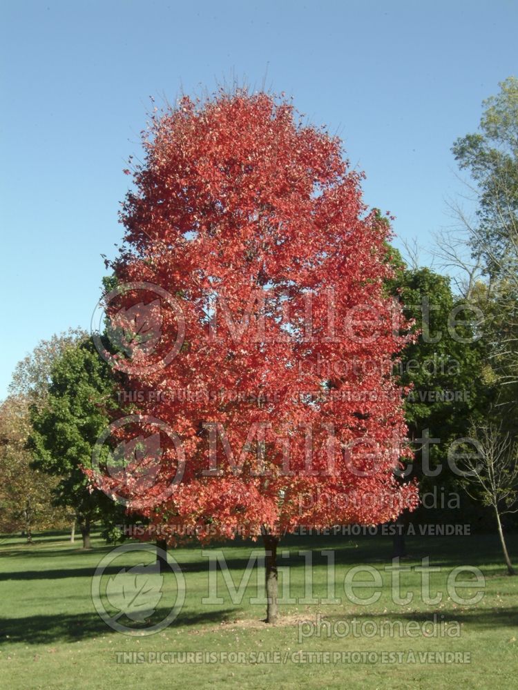 Acer Olson (Red Maple) 1 