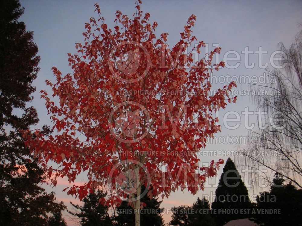 Acer Red Sunset (Red Maple) 2