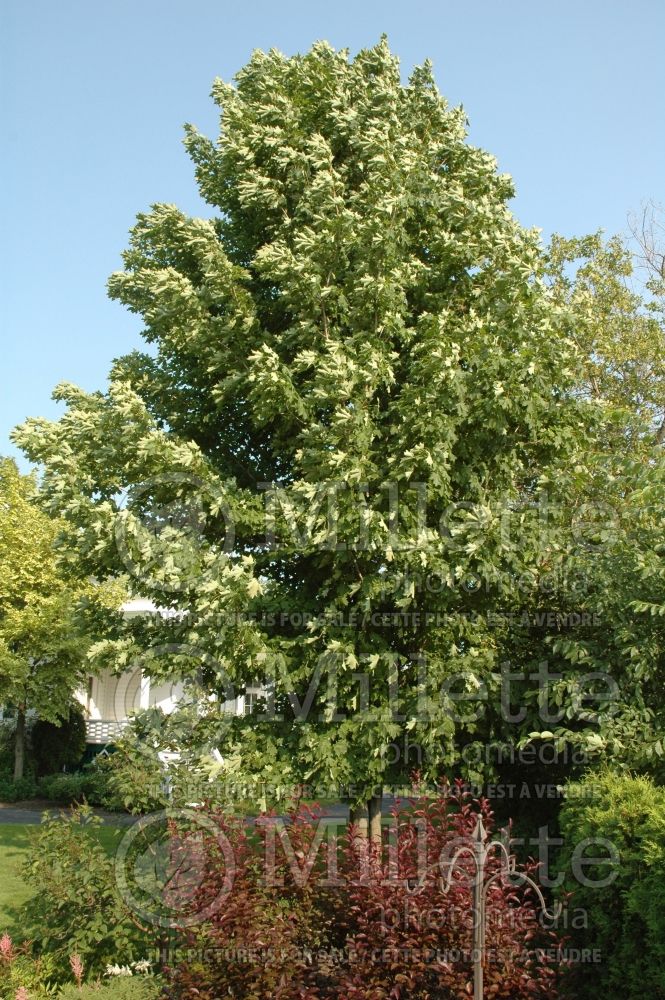Acer rubrum (red maple) 9