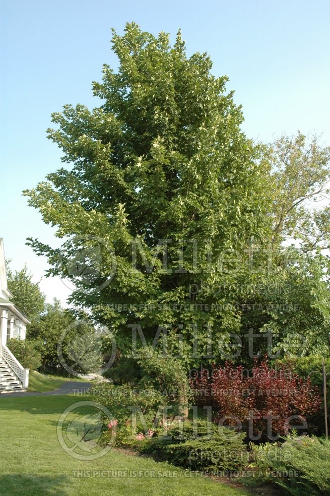 Acer rubrum (red maple) 10