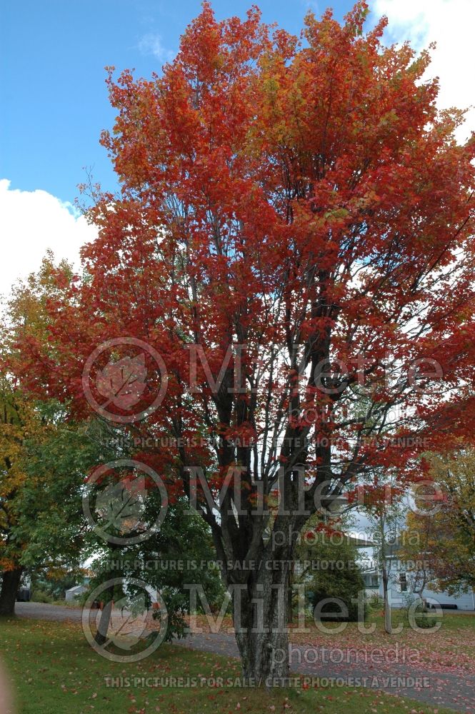 Acer rubrum (Red Maple)  2