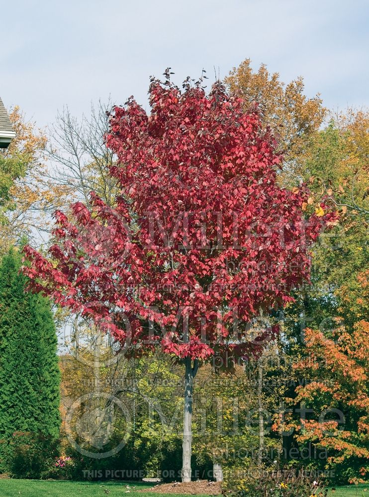 Acer Summer Red (Red Maple) 1 