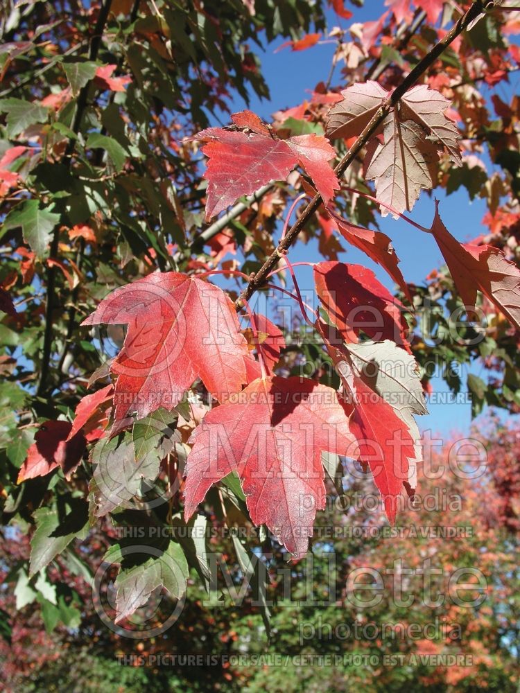 Acer Sun Valley (Red Maple) 2 
