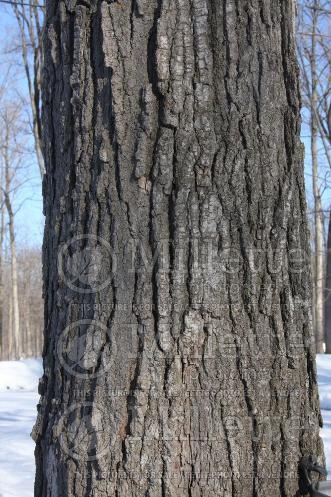 Acer saccharum (Sugar Maple) - Bark 2 