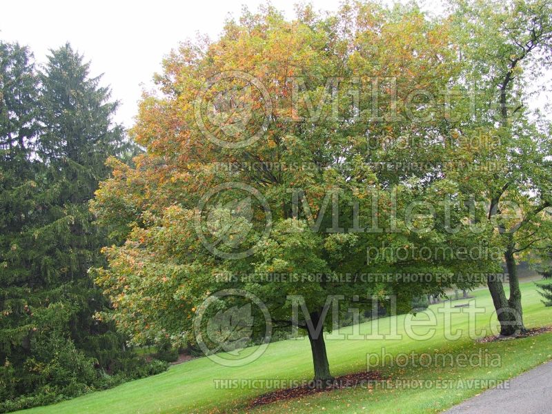 Acer Majesty or Flax Mill (Sugar Maple) 2