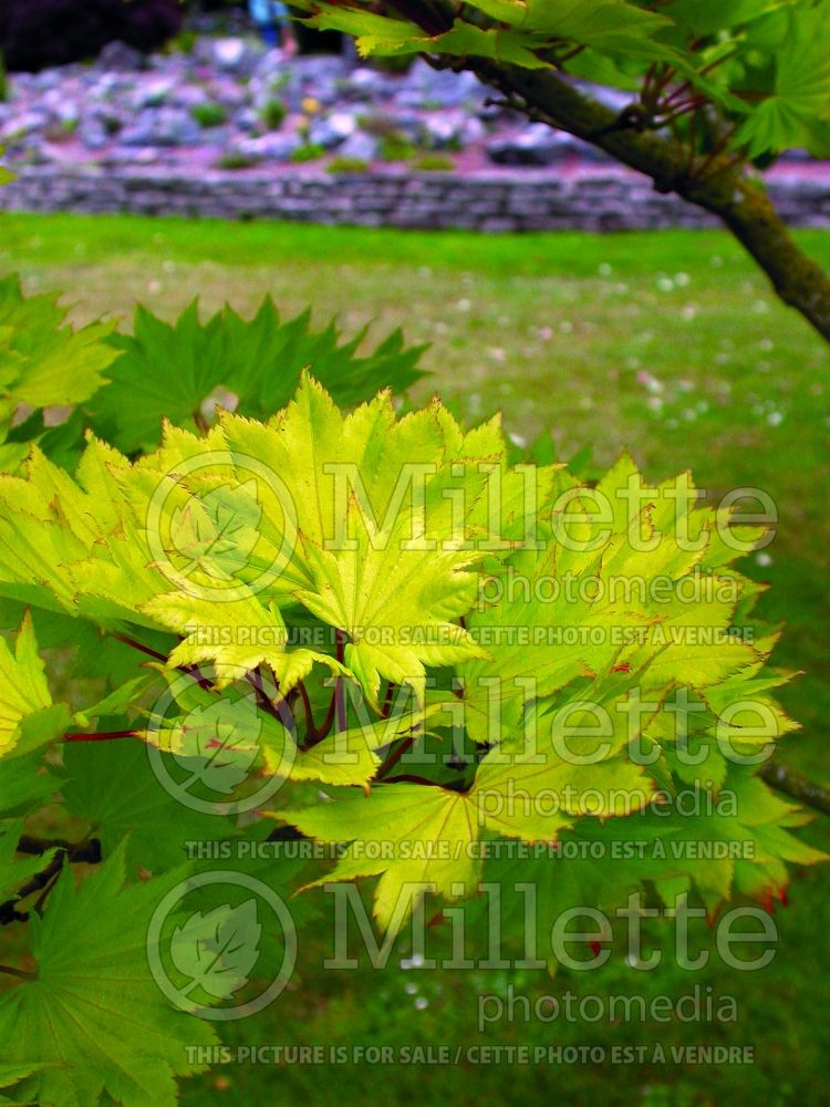 Acer Aureum (Japanese Maple) 13