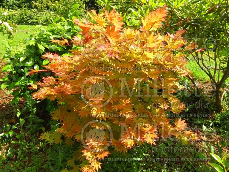 Acer Autumn Moon (Japanese Maple - Érable japonais) 2