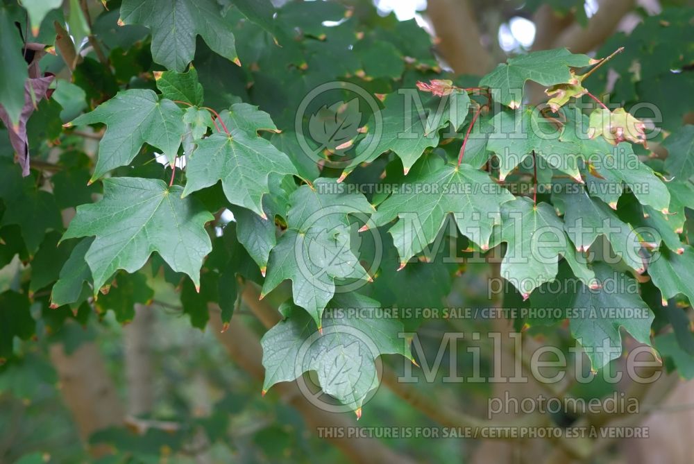 Acer skutchii (Mexican sugar maple - érable) 1