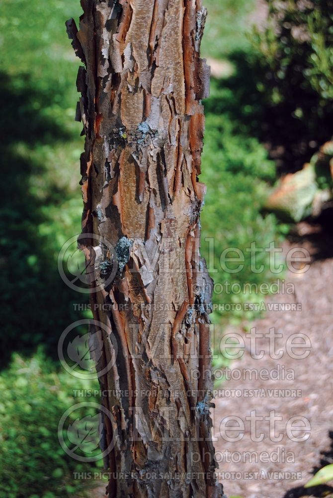 Acer triflorum – Bark (three-flowered maple) 3 