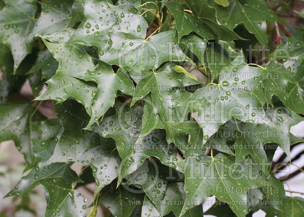 Acer truncatum (Shangtung maple)  6
