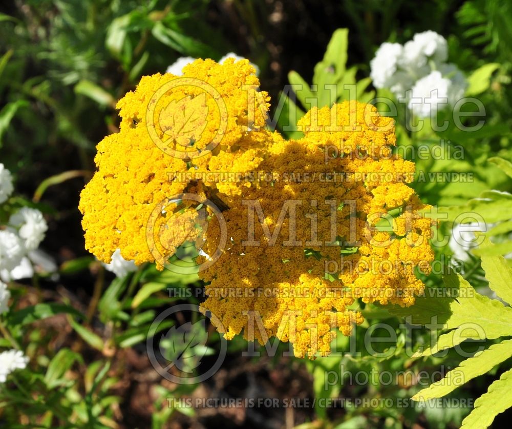 Achillea Gold Plate (Sneezewort, Sneezeweed, Brideflower Yarrow)  1