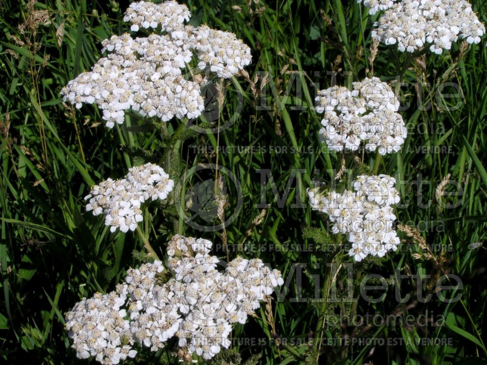 Achillea millefolium (Common Yarrow) 3 